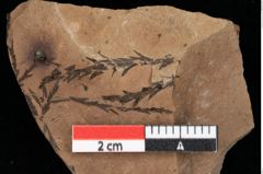 Foto (Detailansicht) von Glyptostrobus ungeri Heer (NHMW-GEO-2024-0188-0184)